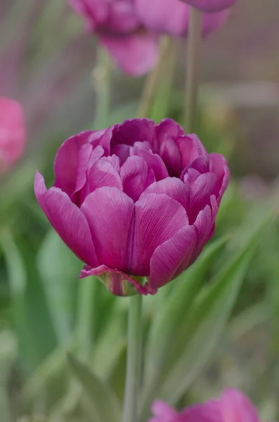 Tulipe violette violette dans le jardin — Photo