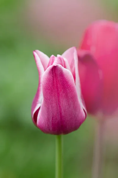 Красно-белый тюльпан Арабская тайна — стоковое фото