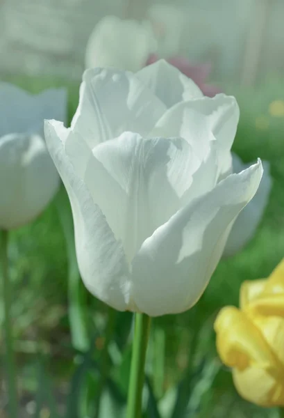 Triumph tulip Calgary — Stock Image Triumph tulip Calgary Stock Photo