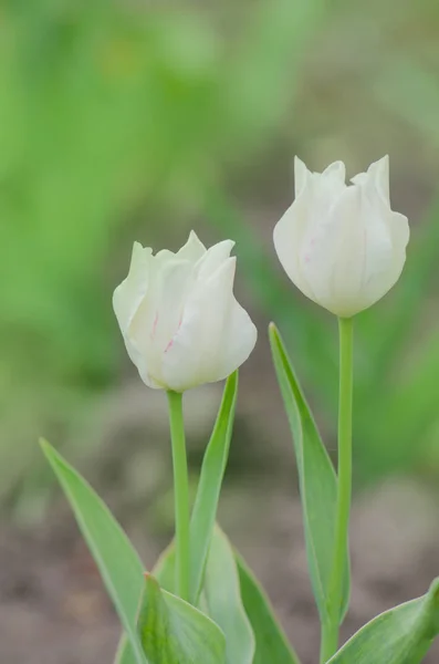 Triumph tulip Calgary — Stock Image Triumph tulip Calgary Royalty Free Stock Images