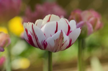 Güzel lale karnavalı.