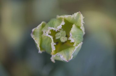 Yaprakları ile yeşil Lale bud. Lale viridiflora yeşil Jay