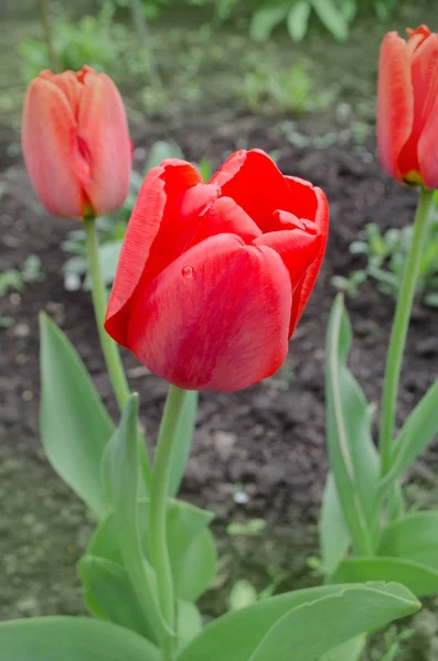 Rote frühlingsblühende Tulpe — Stockfoto