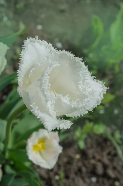Beyaz Lale balayı saçaklı — Stok fotoğraf