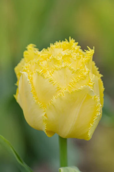 Frottee gelbe Tulpen mon amour — Stockfoto