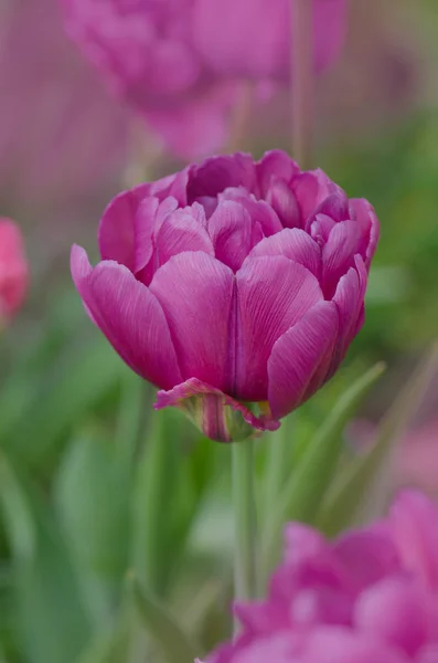 Tulipa violeta roxa no jardim — Fotografia de Stock