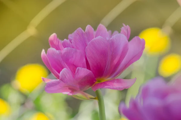 Purple tulip flower. Field with purple lilac tulips