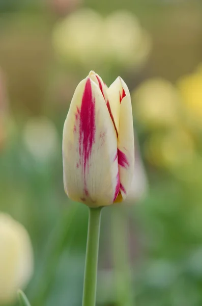 Schöne Tulpe mit Streifen. natürlicher floraler Hintergrund — Stockfoto