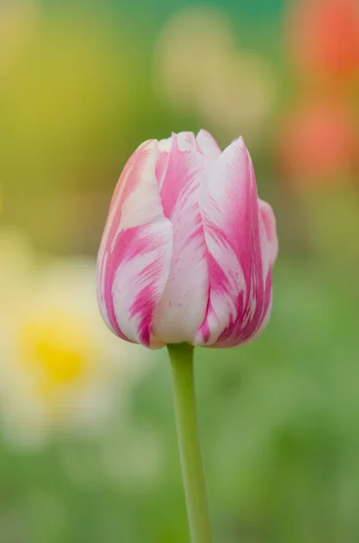 Tulipa branca vermelha de cor dupla — Fotografia de Stock