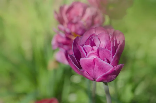 Violeta dupla tulipa bonita colorida. Tulipa roxa como peônia — Fotografia de Stock