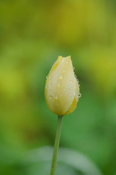 Bloeiende gele tulp closeup — Stockfoto