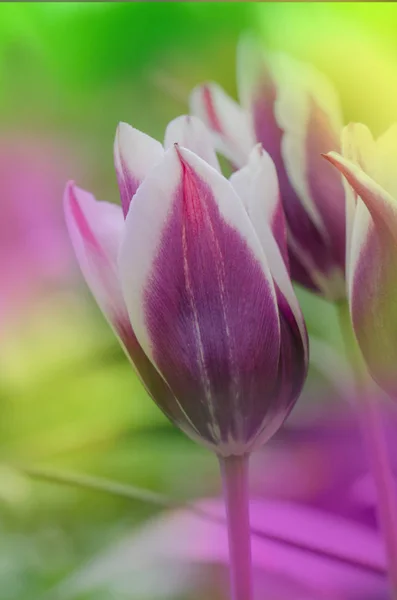 Purpe tulipa Balada afiada com tons de branco cremoso — Fotografia de Stock