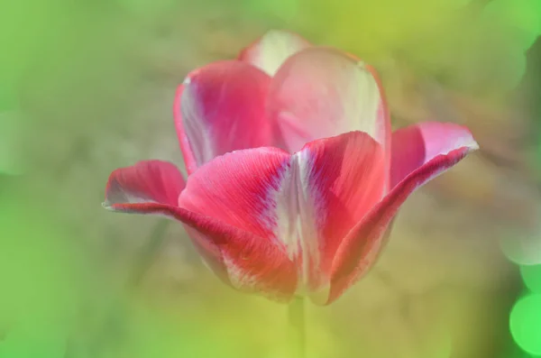 Del Piero tulipán blanco y rosa —  Fotos de Stock