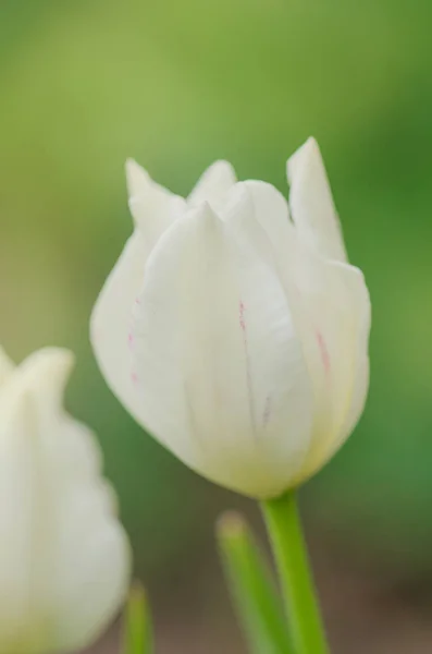 Triumph tulip Calgary — Stock Image Triumph tulip Calgary Stock Image