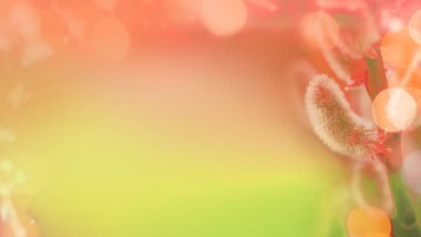 Kedi yeşil bir arka plan üzerinde dalları söğütler. Metin için alan.