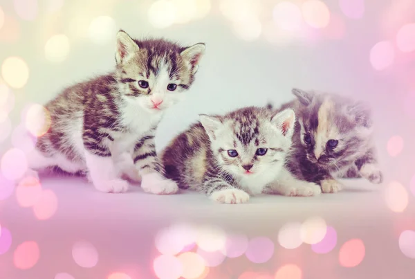 Trois chatons incroyables. Groupe de trois petits chatons sur fond de studio — Photo