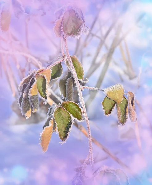 Fleurs gelées couvertes de glace. Hiver nature fond . — Photo