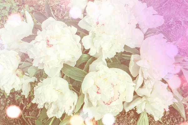 美丽的牡丹花卉 — 图库照片