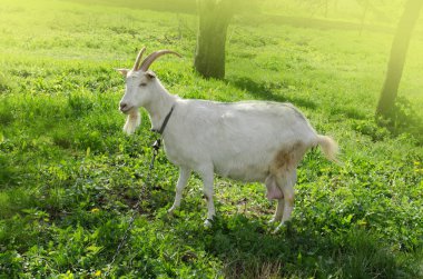 Otların üzerinde otlayan keçi. Gün batımında yeşil bir çiftlik bahçesinde Keçi