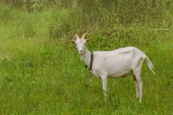 Chèvre dans une clairière avec de l'herbe. Chèvre marche à travers la cour d'une ferme de campagne — Photo