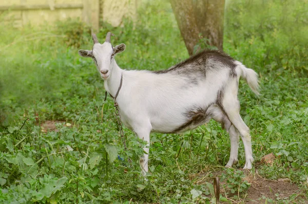 Прекрасная коза на поляне с травой. Коза идет через двор сельской фермы — стоковое фото