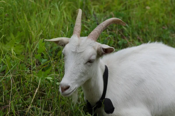 Біла коза на подвір'ї. Соковита зелена трава і кози . — стокове фото