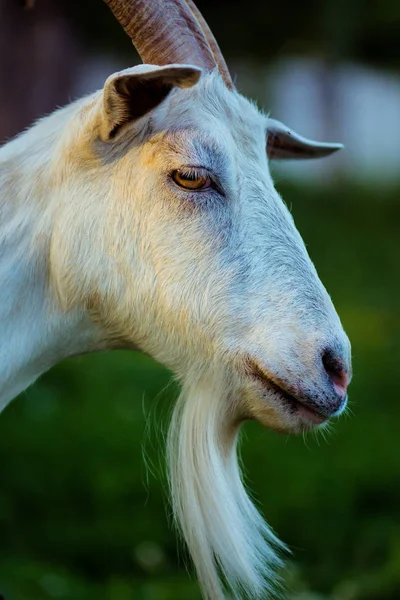 Close up goat in farm on green grass. Goat macro on pasture. Cute animal portrait — Stock Photo, Image