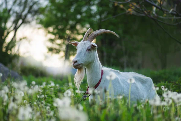 White goat going through the yard on a sunny day.