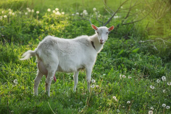 Белая коза во дворе. Коза в зеленом поле . — стоковое фото