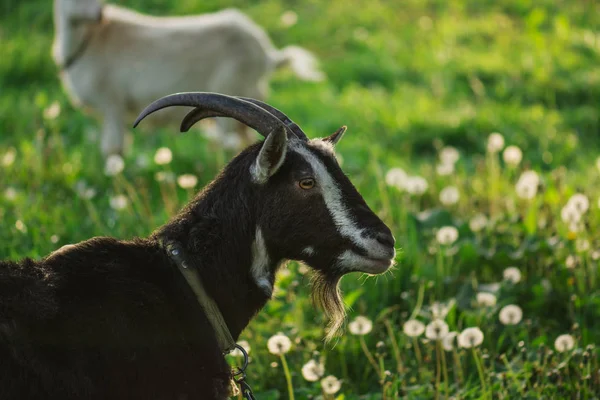 Portrait of a black goat. Black goat feeding grass