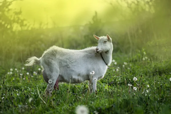 Fehér kecske az udvaron. Kecsketenyésztő helye Ukrajnában — Stock Fotó