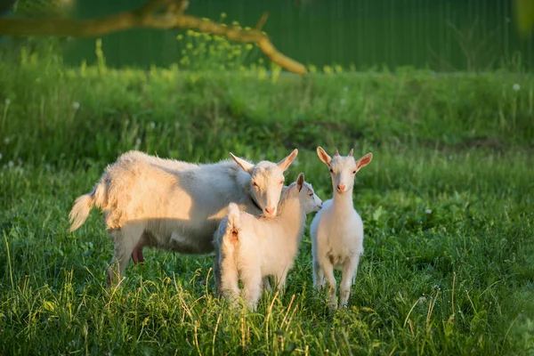Ziegenherde. weiße Ziege mit Kindern — Stockfoto