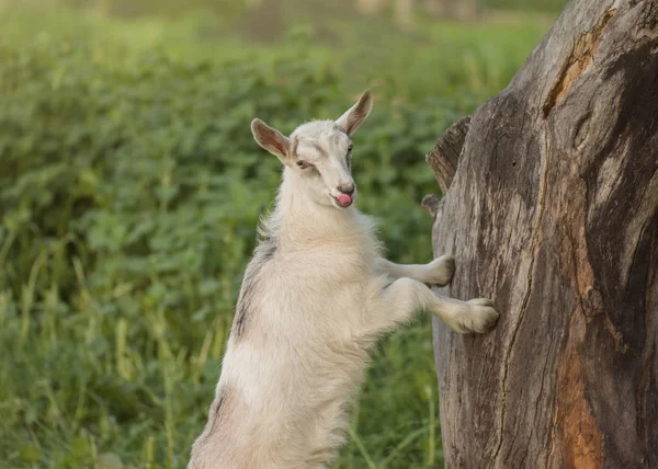 Kleine witte geit Kid in een veld. Kleine witte geit in gras — Stockfoto