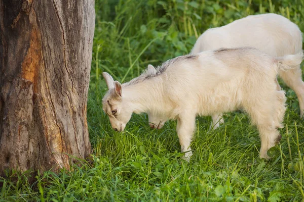 Linda cabra pastando en la hierba. Cabras de niño. Cabras blancas en un campo — Foto de Stock