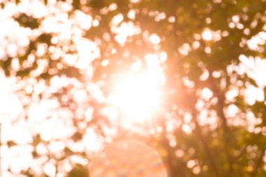 Hareket yeşillik sonbahar bulanık. Doku hareket sonbahar ağaç