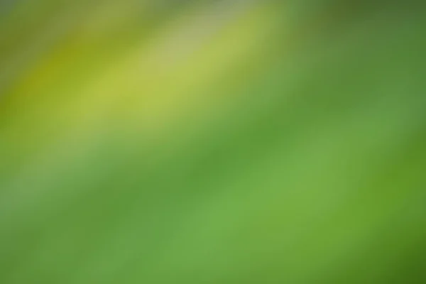 Voorjaar groen bokeh achtergrond — Stockfoto