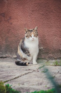 Köy kedisi dinleniyor. Bir çiftlikte kedi