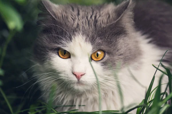 Bahçedeki kedi. Çimenlerde genç kedi — Stok fotoğraf