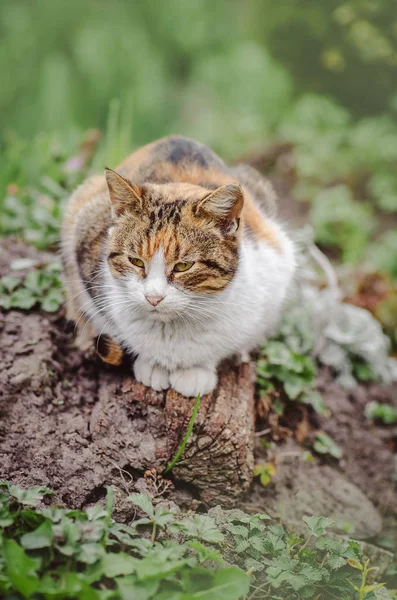 Macska a nyári kertben — Stock Fotó
