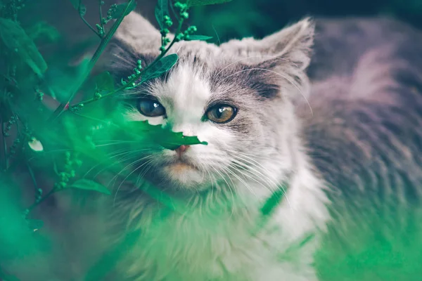 Kat in de tuin. Jonge kat in het gras — Stockfoto