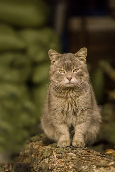Neugierige Katze im Dorf. Porträt einer Katze auf dem Bauernhof — Stockfoto
