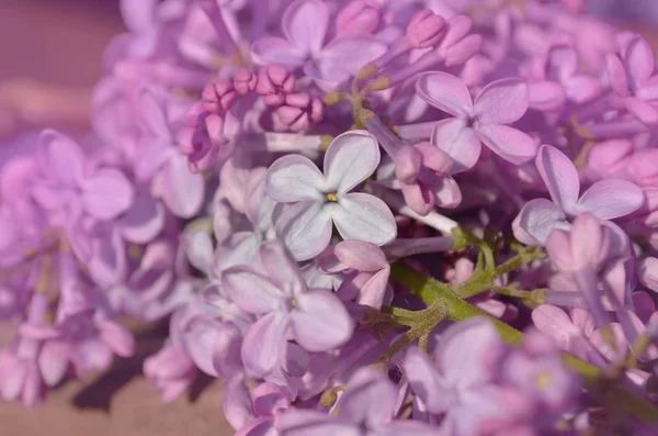 Beautiful lilac on a wooden background — Stock Photo, Image