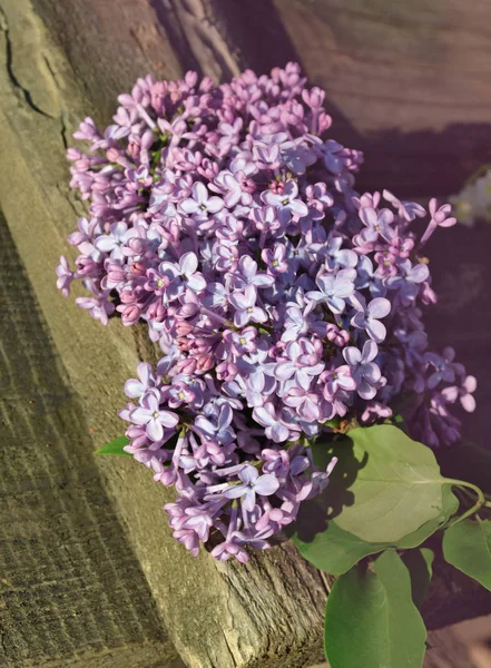 Beautiful lilac flowers on wooden table