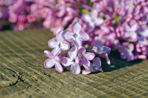 Beautiful lilac on a wooden background — Stock Photo, Image