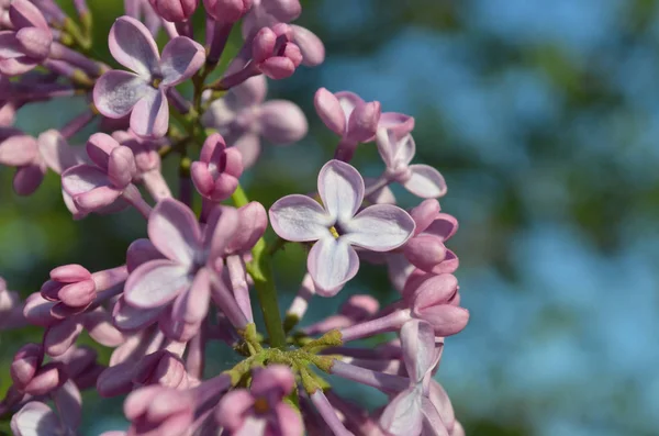 Primavera lila violeta flores —  Fotos de Stock