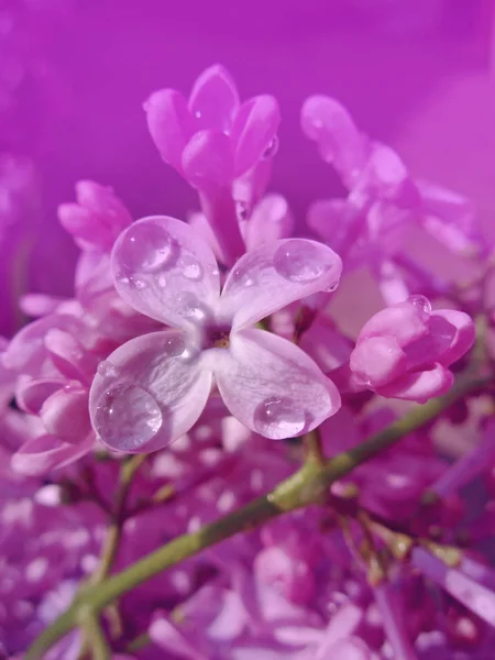 Beautiful lilac background. Spring lilac violet flowers — Stock Photo, Image