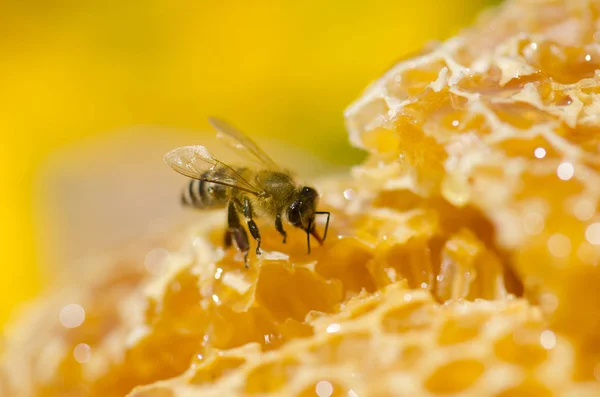 Abeja sentada en panal — Foto de Stock