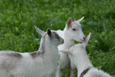 Anne keçi ve yavrusu köyde. Keçi ailesi. 