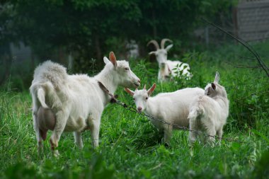 Keçi yavrularıyla birlikte çiftlikte. Bir anne ve çocuklarının ailesi
