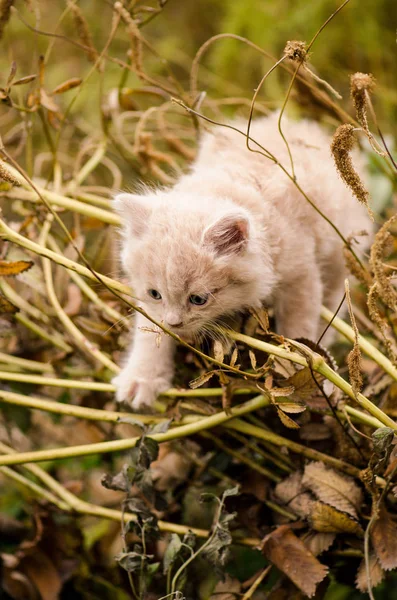 Gatito en el jardín en hierba verde — Foto de Stock